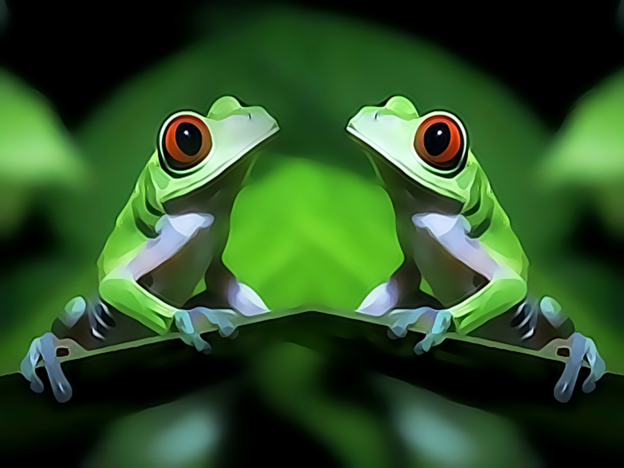 tree frog pictures. Cartoon tree frog,